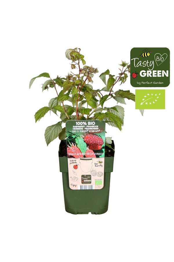Rubus idaeus Autumn Happy® Bio P13