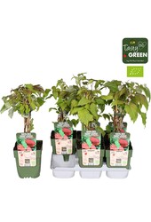 Rubus idaeus Autumn Happy® Bio P13
