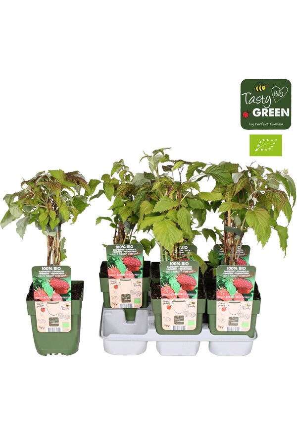 Rubus idaeus Autumn Happy® Bio P13