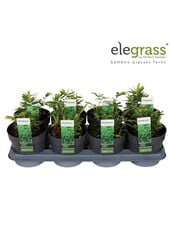 Pleioblastus pygmaeus Distichus P14