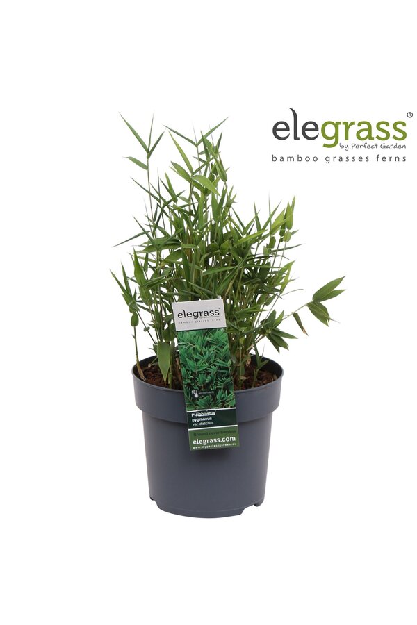 Pleioblastus pygmaeus Distichus P14