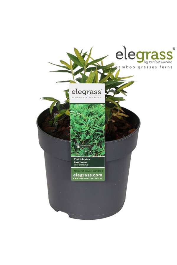 Pleioblastus pygmaeus Distichus P14