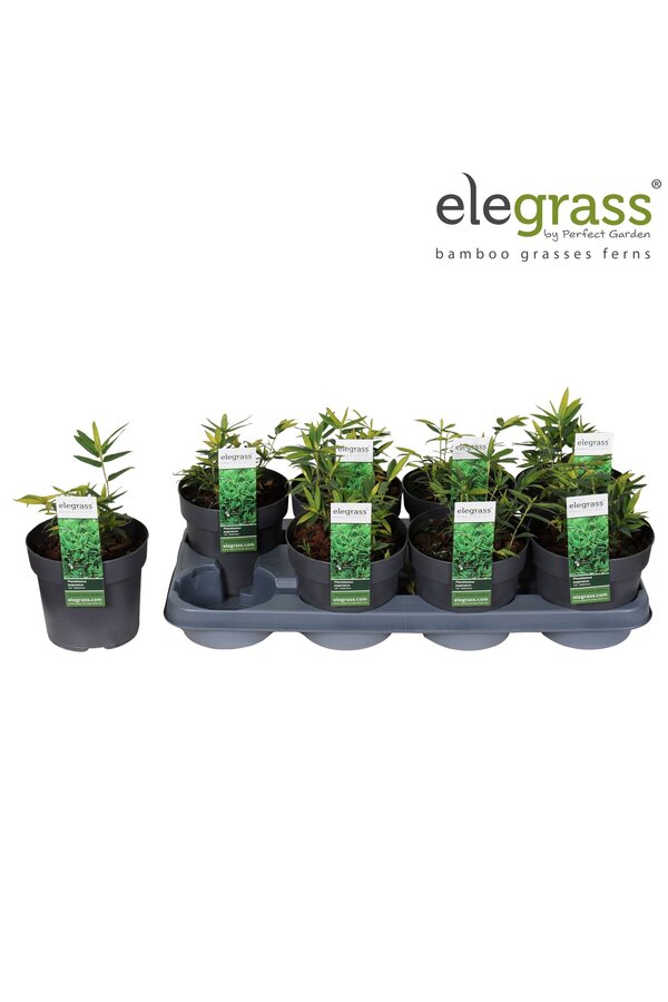 Pleioblastus pygmaeus Distichus P14