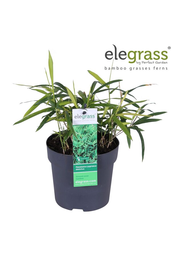 Pleioblastus pygmaeus Distichus P14