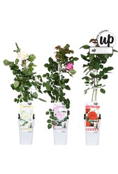 Rosa Our Choice mix tray P15