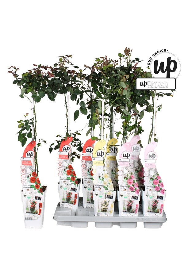 Rosa Our Choice mix tray P15