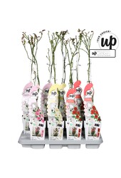 Rosa Our Choice mix tray P15