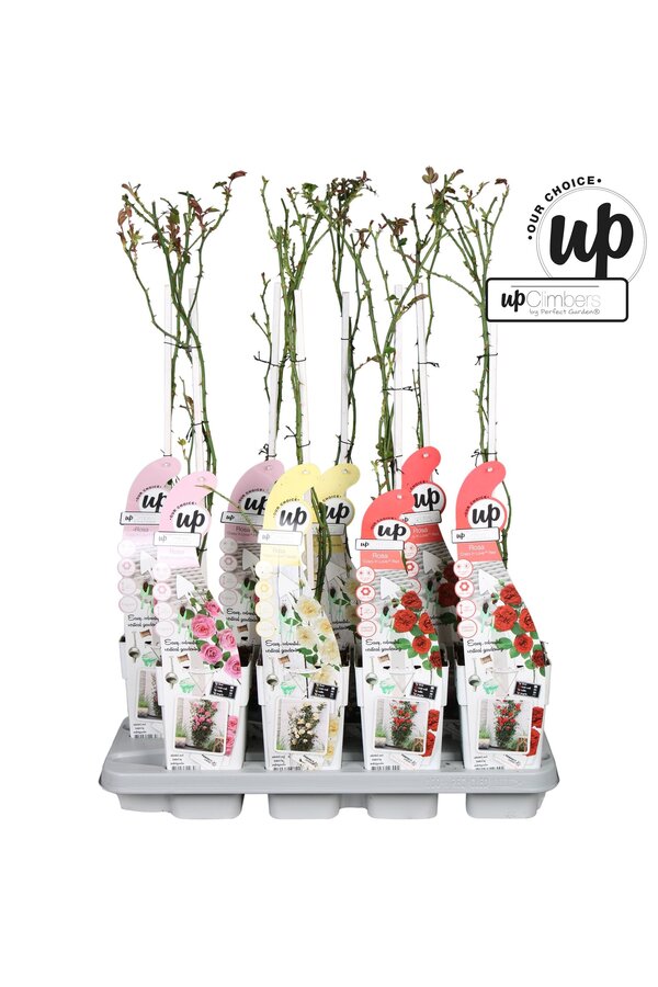 Rosa Our Choice mix tray P15