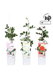 Rosa Our Choice mix tray P15