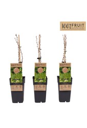 Ribes uva-crispa Hinnonmäki Grön P15