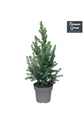 Picea glauca Conica Forever Green P14