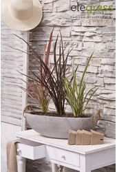 Phormium mix tray P14