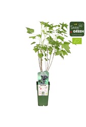 Ribes nigrum Ben Nevis Bio P15