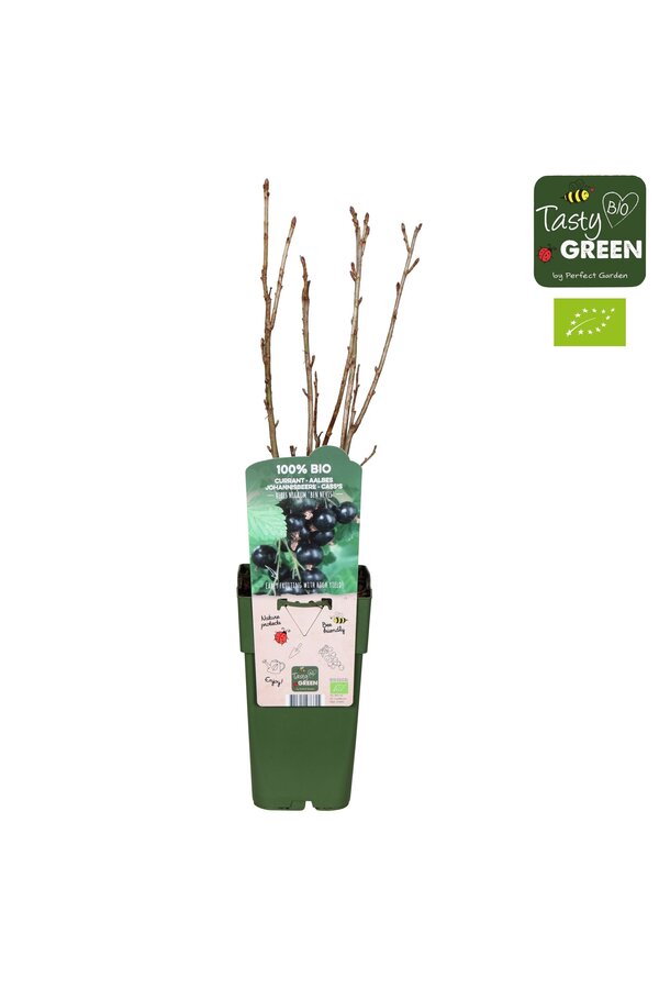 Ribes nigrum Ben Nevis Bio P15