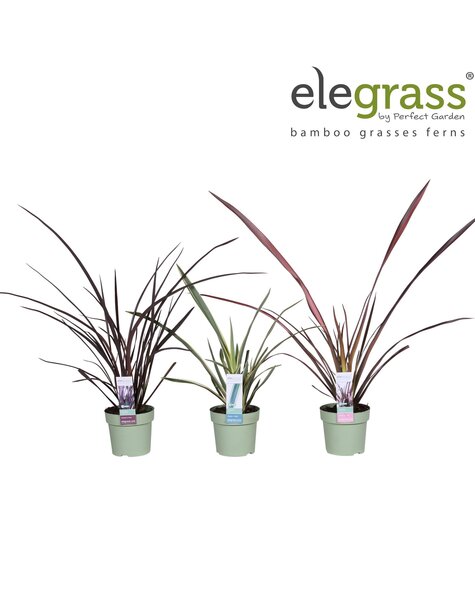 Phormium mix laag P14