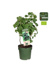 Ribes Low.® Little Black Sugar® Patio Bio P23