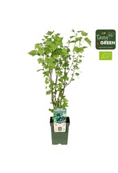 Ribes nigrum Black Marble Bio P23