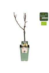 Pyrus communis Conference Bio P19