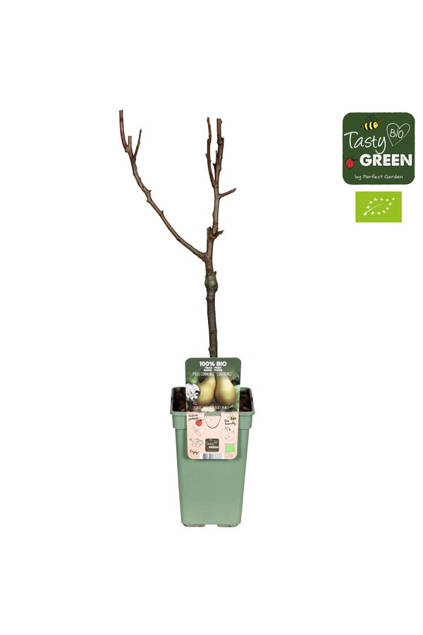 Pyrus communis Conference Bio P19