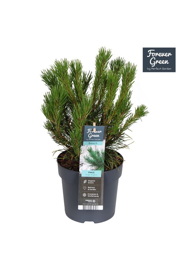 Pinus mugo mughus P14