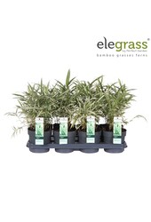 Pleioblastus variegatus P14