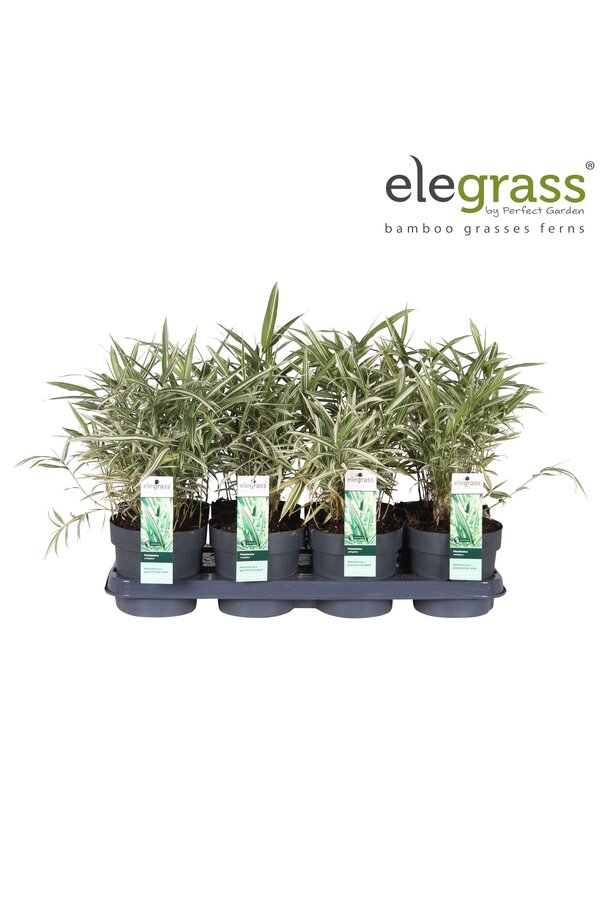 Pleioblastus variegatus P14