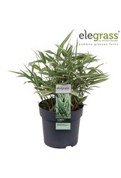 Pleioblastus variegatus P14