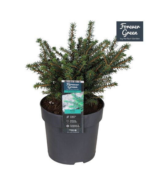 Picea omorika Karel P14