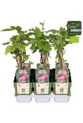 Rubus idaeus Tulameen Bio P13