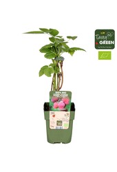Rubus idaeus Tulameen Bio P13