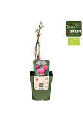 Rubus idaeus Tulameen Bio P13