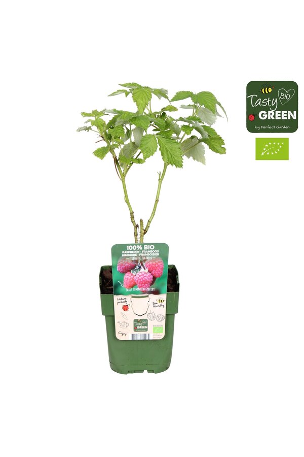 Rubus idaeus Tulameen Bio P13