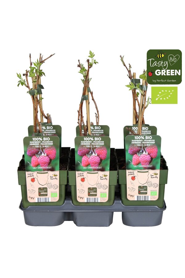 Rubus idaeus Tulameen Bio P13