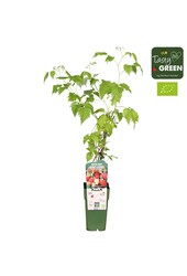 Rubus idaeus Malling Promise Bio P15
