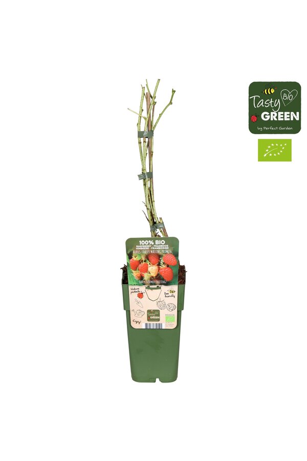 Rubus idaeus Malling Promise Bio P15