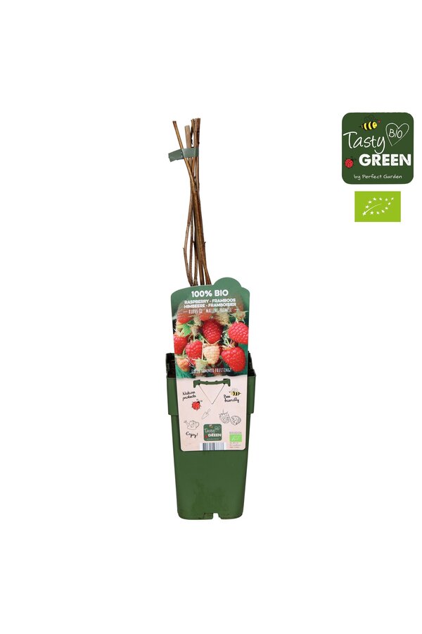 Rubus idaeus Malling Promise Bio P15