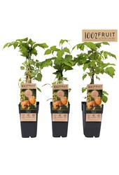 Rubus idaeus Fallgold P15