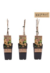 Ribes rubrum Witte Parel P15