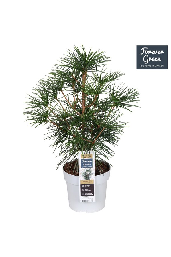 Sciadopitys verticillata P19