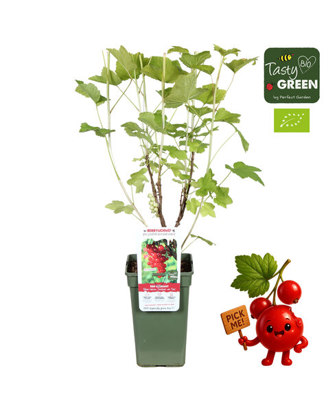 Ribes rubrum Jonkheer van Tets Bio P19 - Berrylicious