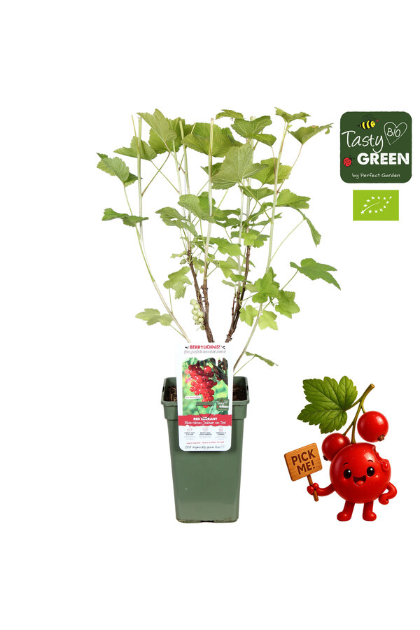 Ribes rubrum Jonkheer van Tets Bio P19 - Berrylicious