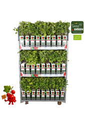 Ribes rubrum Jonkheer van Tets Bio P19 - Délicieusement fruité