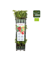 Ribes rubrum Jonkheer van Tets Bio P19 - Berrylicious