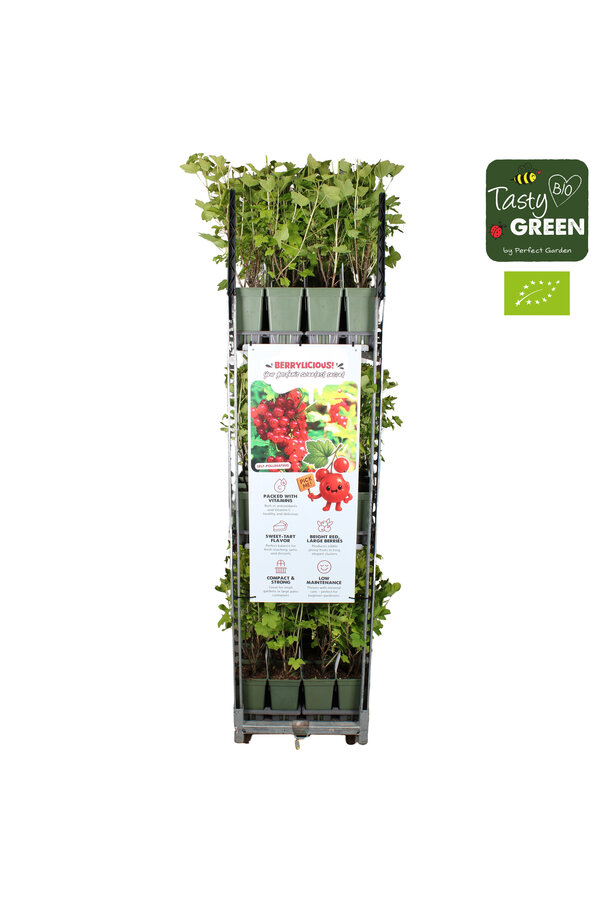 Ribes rubrum Jonkheer van Tets Bio P19 - Délicieusement fruité
