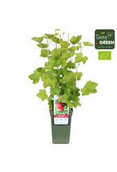 Ribes rubrum Jonkheer van Tets Bio P19 - Délicieusement fruité