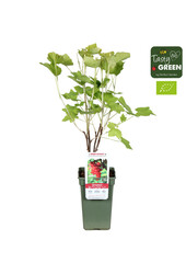 Ribes rubrum Jonkheer van Tets Bio P19 - Berrylicious