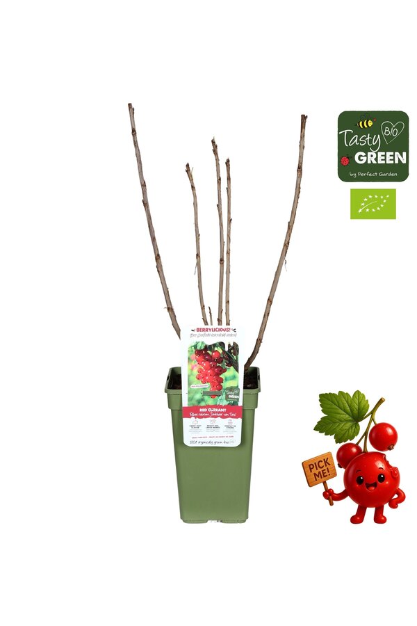 Ribes rubrum Jonkheer van Tets Bio P19 - Berrylicious
