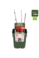 Ribes Ribest® Lisette® Bio P13