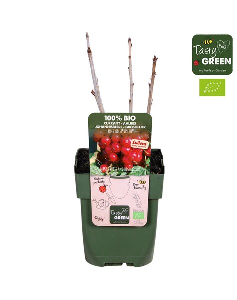 Ribes Ribest® Lisette® Bio P13