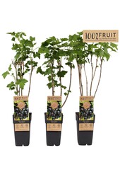 Ribes nigrum Ben Nevis P15